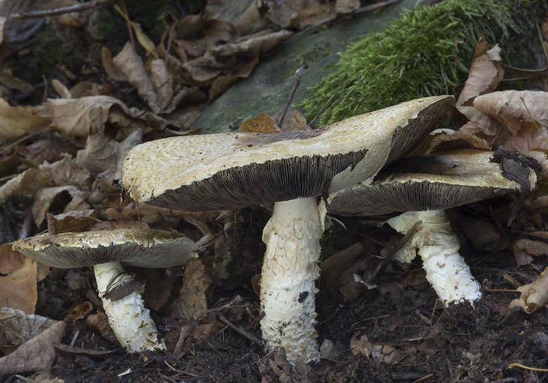 Agaricus augustus